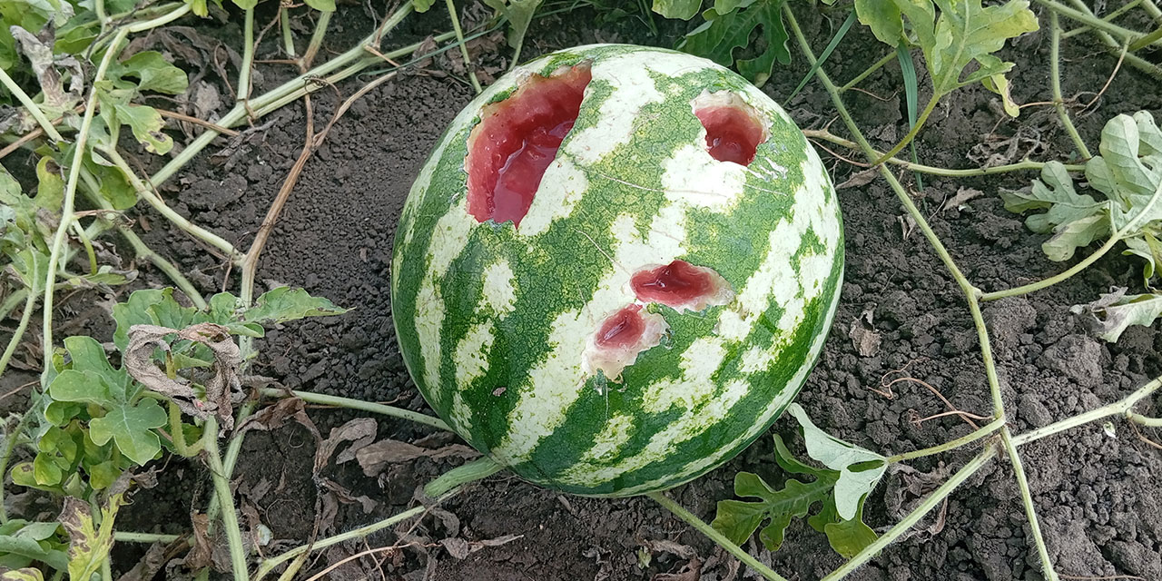 Çiftçinin karpuzları tarlada kaldı: Kargalara yem oldu!