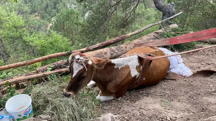 Uçurumda mahsur kalan inek 2 gündür kurtarılmayı bekliyor