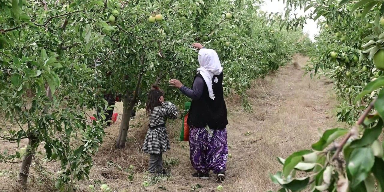 Çiftçilerin yeni gözdesi oldu. Şimdilerde yetiştirenler artık paraya para demiyorlar