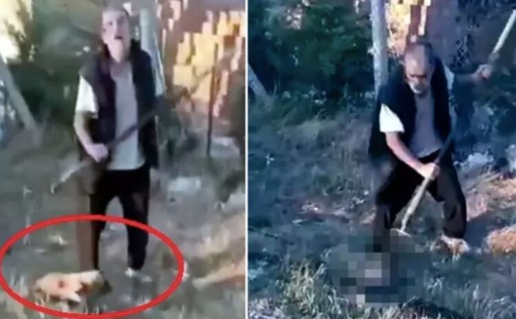 HAYTAP'dan, Ankara'da yavru köpeği dirgenle öldüren M.S.A. hakkında suç duyurusu