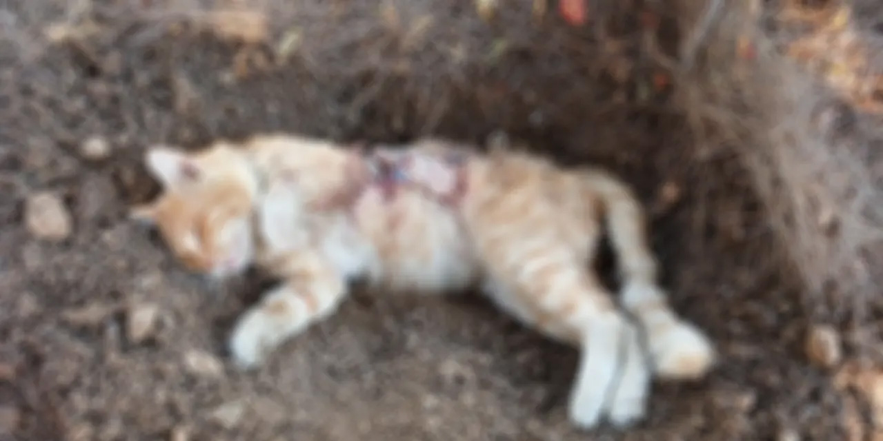 Kadıköy'de sokak kedileri zehirlenerek öldürüldü, soruşturma başlatıldı