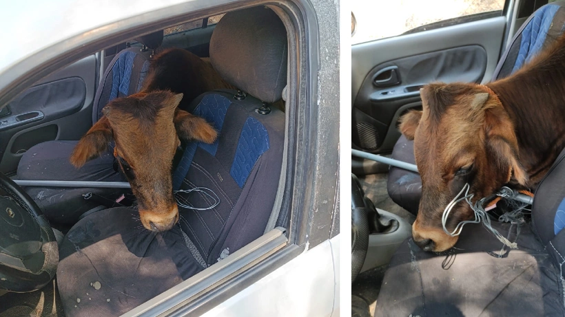 Polisin 'dur' ihtarına uymayıp kaçan otomobilden çalıntı 'dana' çıktı