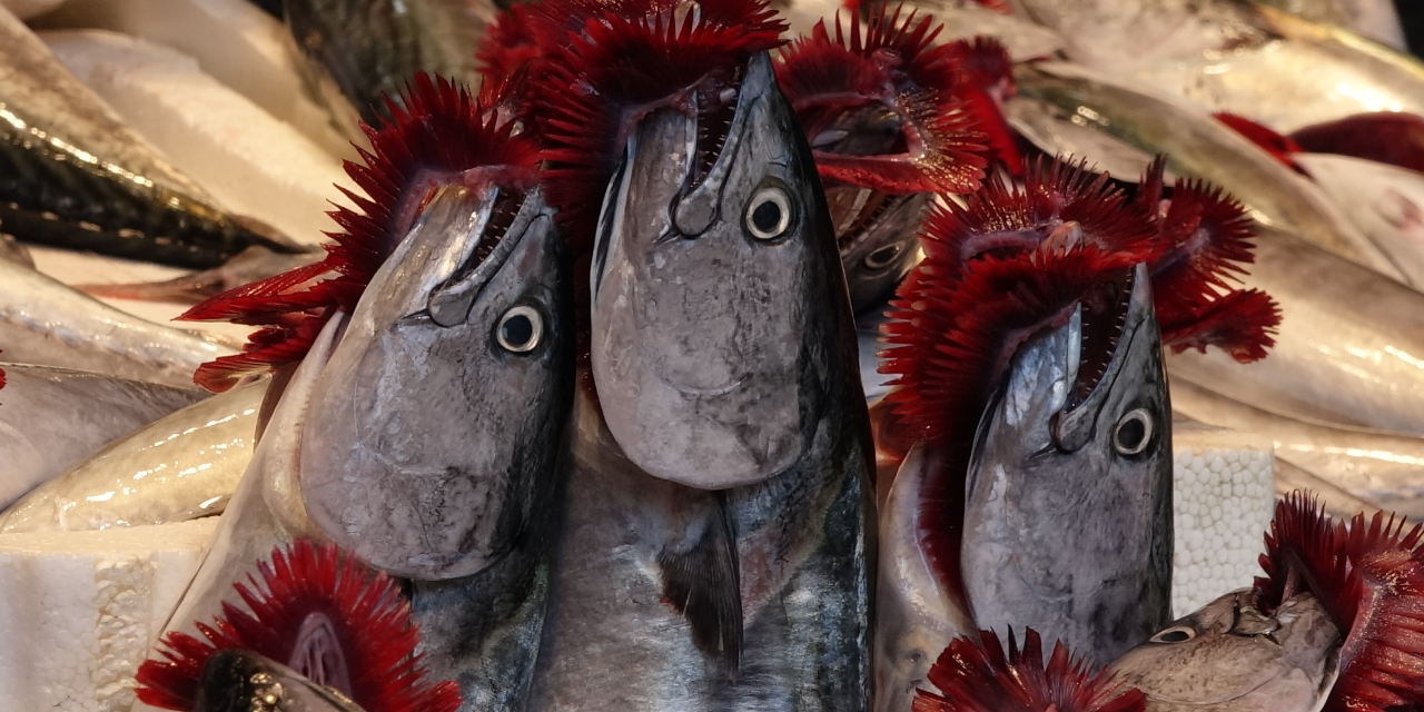 Karadeniz'de av sezonu bereketli başladı; tezgahlar şenlendi