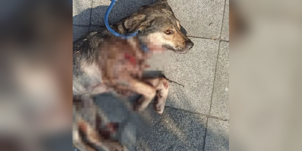 Tabancayla sokak köpeğini öldürdü!