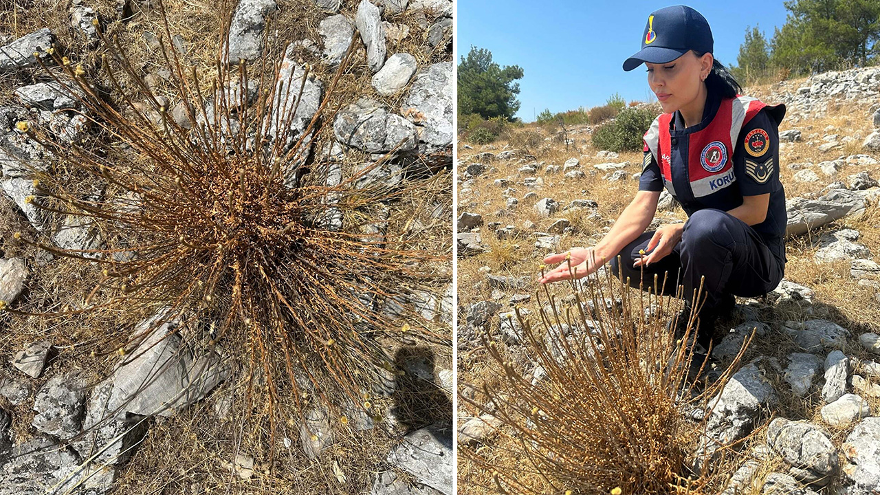 'Ölmez çiçeği'ni koparmanın cezası 387 bin 141 TL