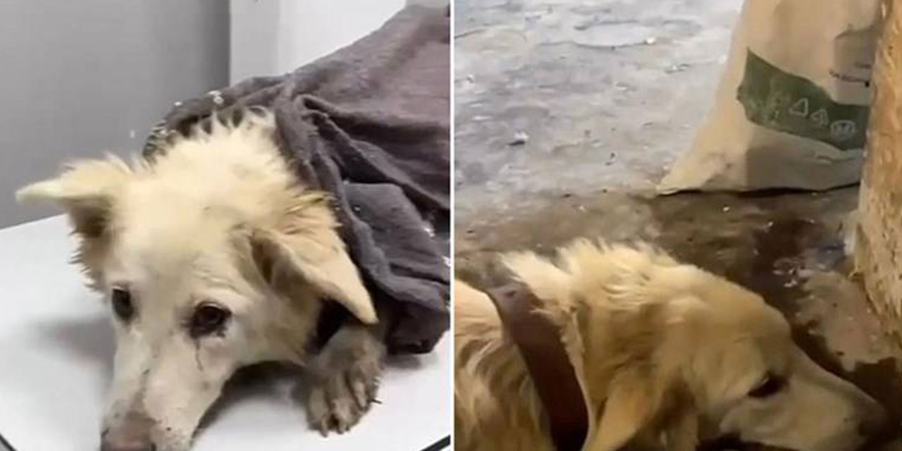 Ankara'da dirgenle Boncuk köpeği öldüren sanığa 5 ay hapis cezası verildi