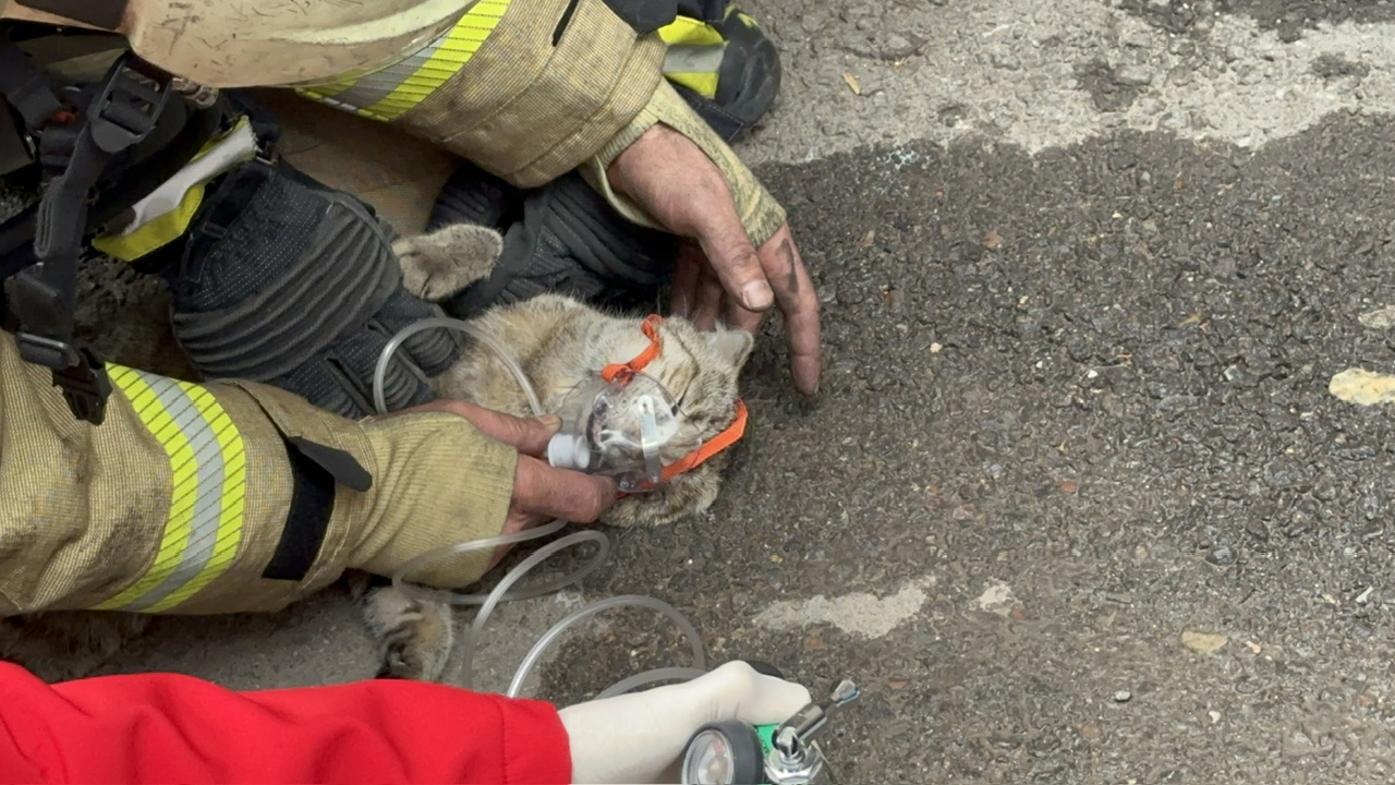 Maltepe'de 4 katlı binada yangın: Dumandan etkilenen bir kedi kurtarılamadı