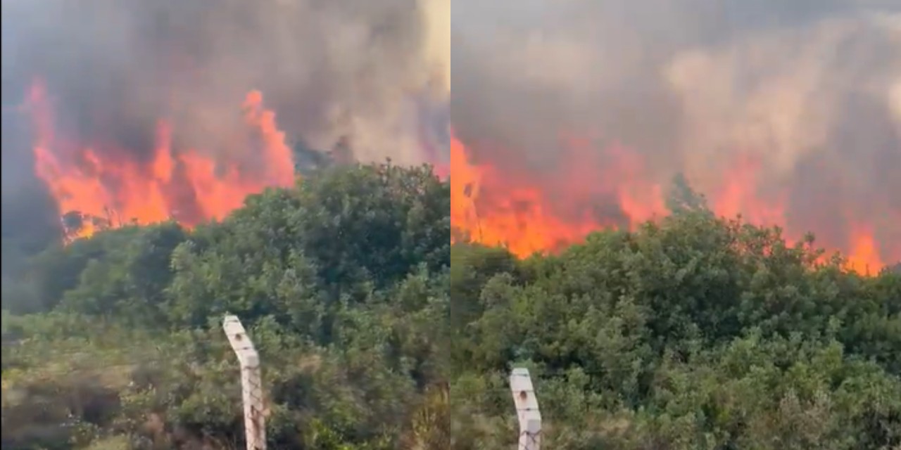 Yılda 300 bin litrelik şarap üretimi yapılıyordu: Uzbaş Çitfliği'nde 550 dönümlük alanda yangın çıktı