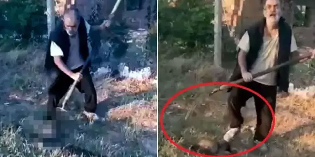 Yavru köpekleri dirgenle öldüren katilin ifadesi: Kedilerimi korumak için anlık sinirle öldürdüm