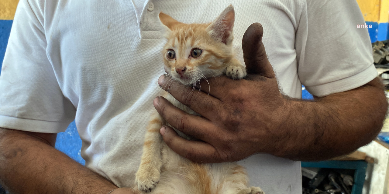 Araç motoruna sıkışan kedi sanayici tarafından sahiplenildi