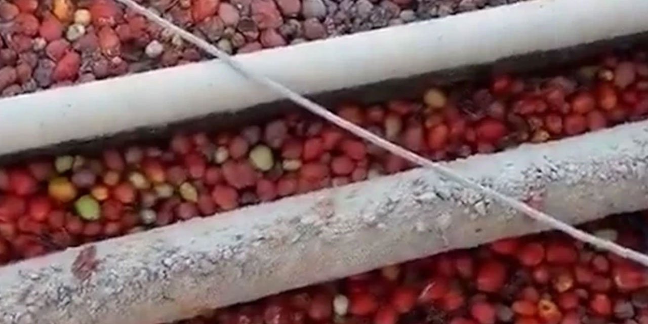Salça tesisinde hijyen skandalı! Farelerin dolaştığı görüntüler üretimi durdurdu