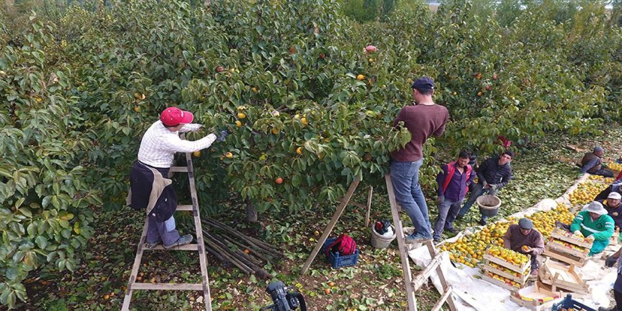 Kahramanmaraş'ta hasadı başladı, tonlarca toplandı: 1 adet bile yerseniz kış boyunca koruyor!