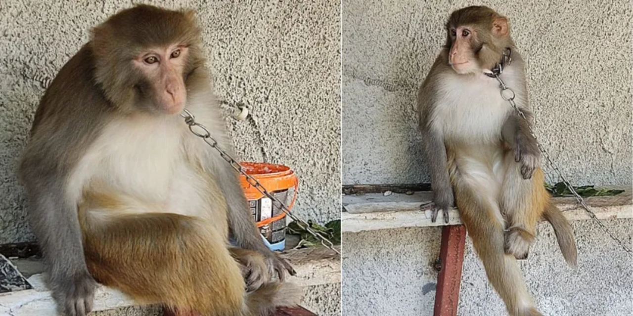 Adana'da çocuğu ısıran Hint Şebeği cinsi maymun korumaya alındı, sahibine ceza kesildi