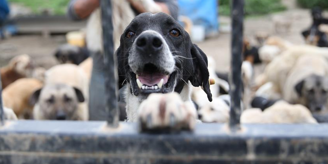 Sokak köpeğini istismar davasında sanık, ikinci duruşmada tahliye edildi