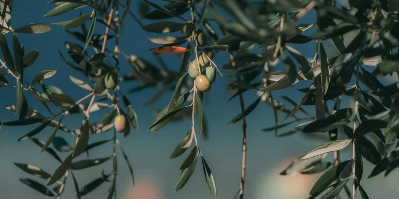 Zeytin üreticisi: Zor geçiniyoruz