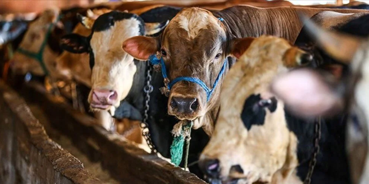 2025 Kurban Bayramı ne zaman? 2025 Kurban Bayramı tarihleri açıklandı: İşte bayram günleri ve arefe tarihi