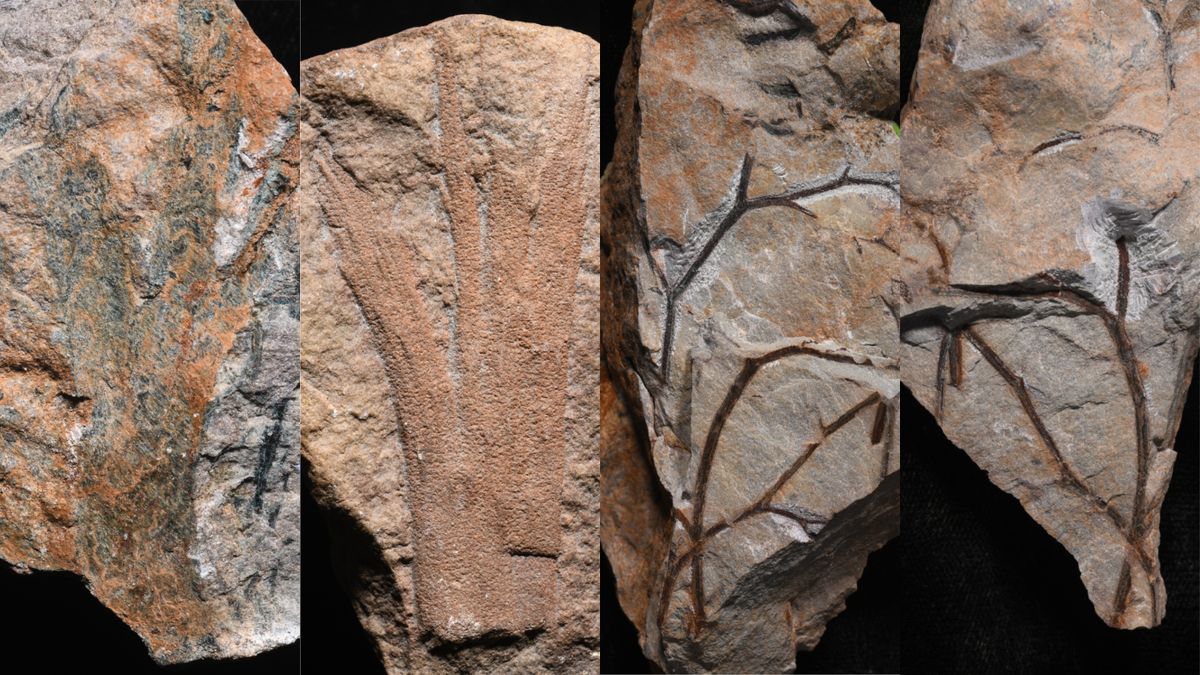 İngiltere'de 390 milyon yıllık en eski orman fosili bulundu
