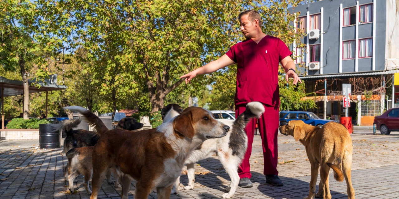 İzmir'de sahipsiz köpeklerin sayımı yapılmaya başlandı