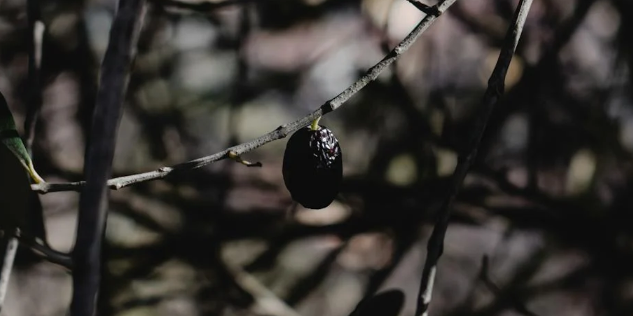 Zeytin üreticisi Ateş: Düşen fiyatlardan dolayı zarardayım