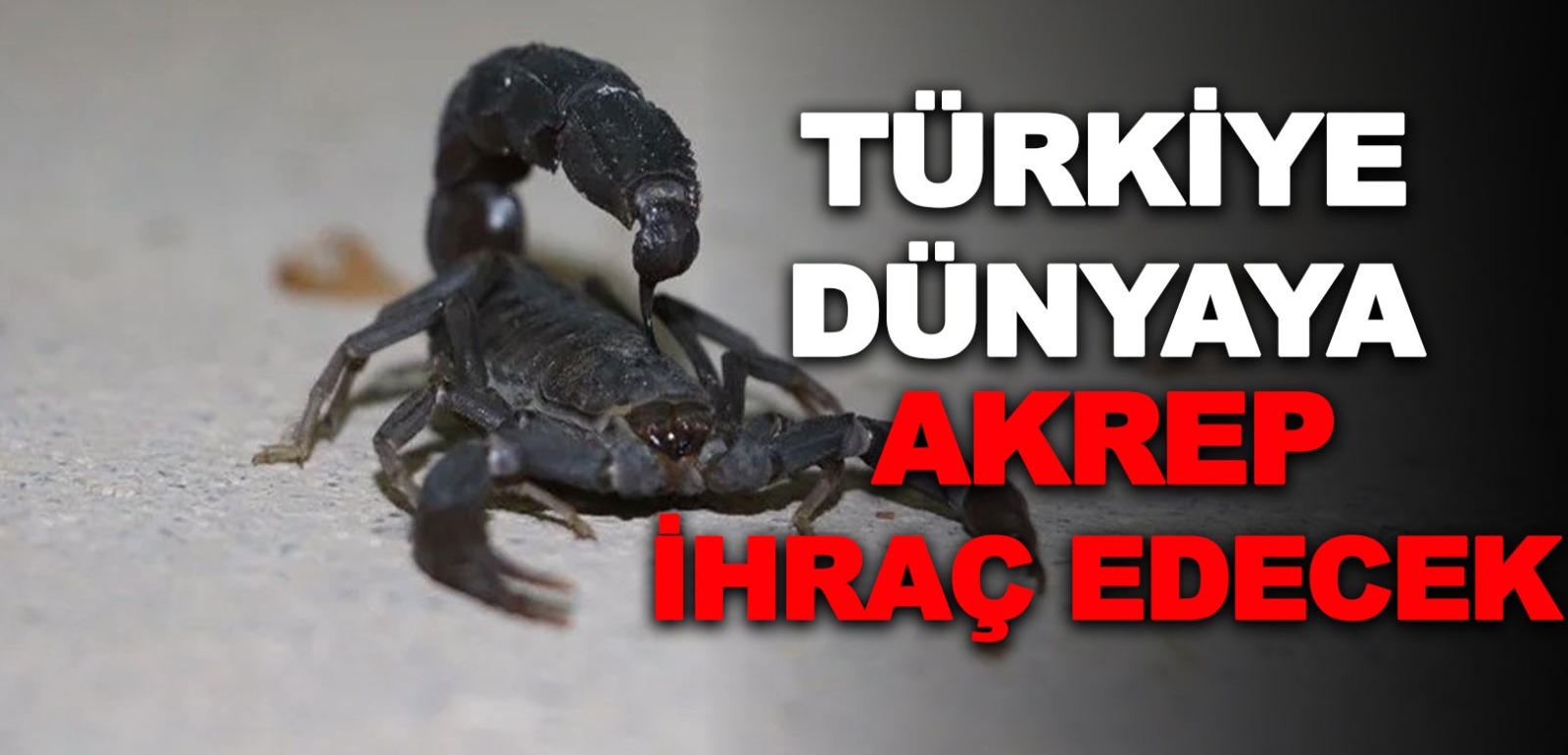 Türkiye, Avrupa'ya 'akrep serumu' ihraç edecek