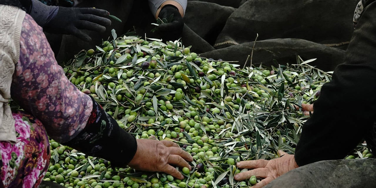 Zeytin üreticileri yağmur bekliyor: Kuraklık endişeleri giderek büyüyor