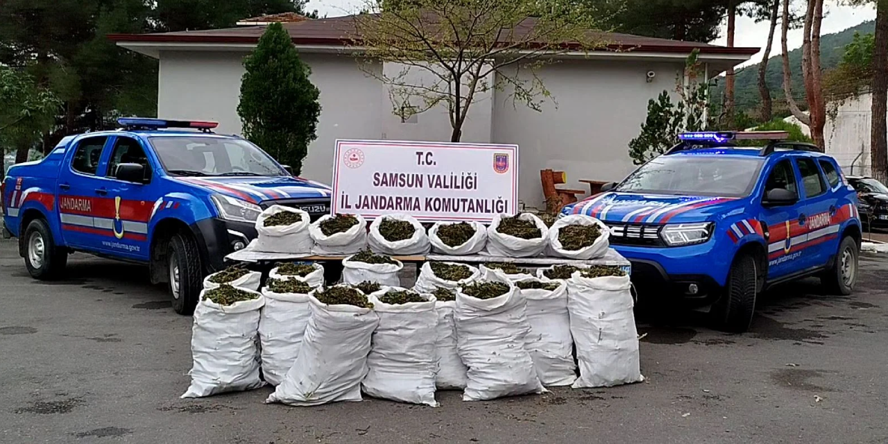 Samsun'da ormanda kenevir yetiştirenlere operasyon: 146 kilogram esrar ele geçirildi
