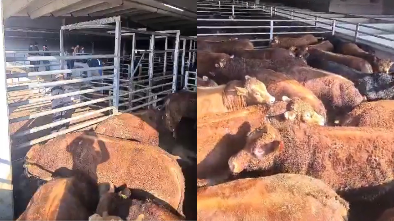 Et fiyatını yükseltmek için hayvanları kesmedikleri iddia edilmişti: Besiciler, suçlamalara tepki gösterdi