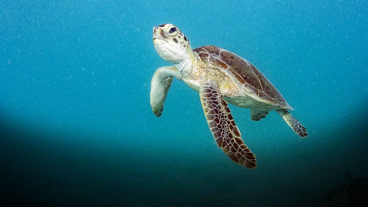 Deniz Kaplumbağası eti yiyen 9 kişi hayatını kaybetti, 78 kişi tedavi altında