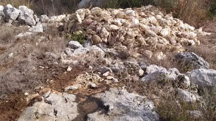 Mersin'de boş arazide yüzlerce ölü tavuk bulundu