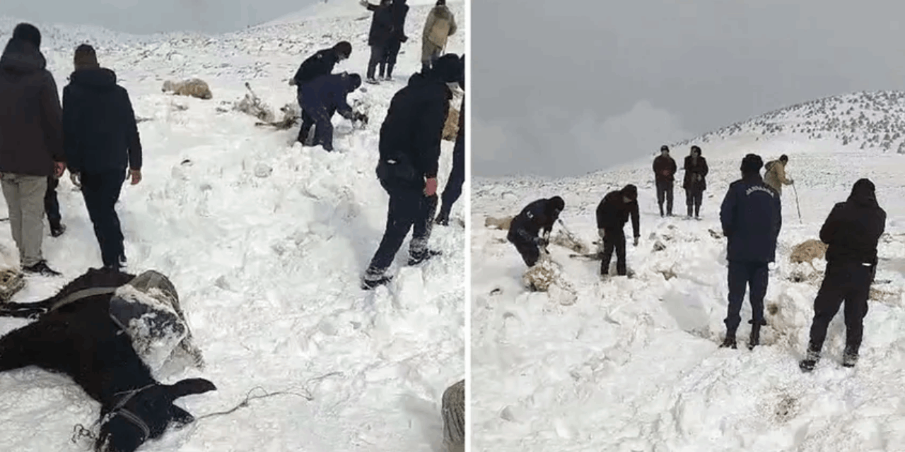 Karaman'da kar ve tipiye yakalanan 900 koyundan 350'si donarak öldü