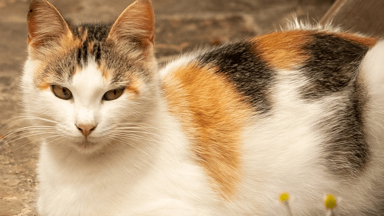 Kimyasal tankına düşen kedi şehri alarma geçirdi: Uzak durun