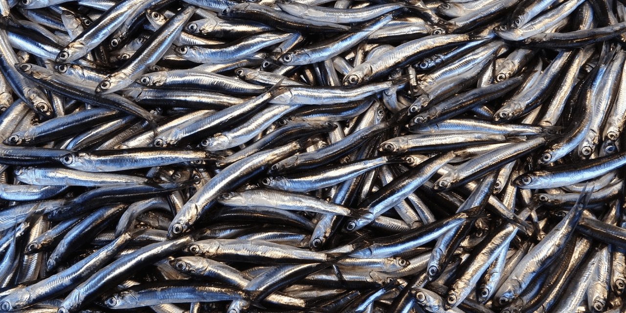 Pazarda hamsiye yoğun ilgi: Fiyatı 50 lira düştü!