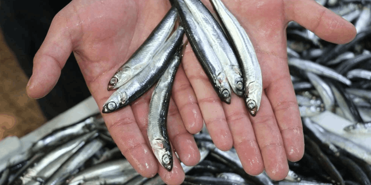 Trabzon'da hamsi avcılığına kota uygulaması: 5 ton hamsiye el konuldu