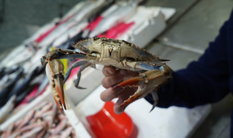 Karadeniz'de Mavi Yengeçlerin görülme sıklığı endişe veriyor