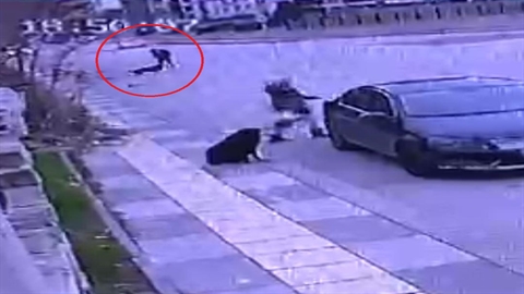 Ankara'da okula giden bir çocuğa sokak köpekleri saldırdı