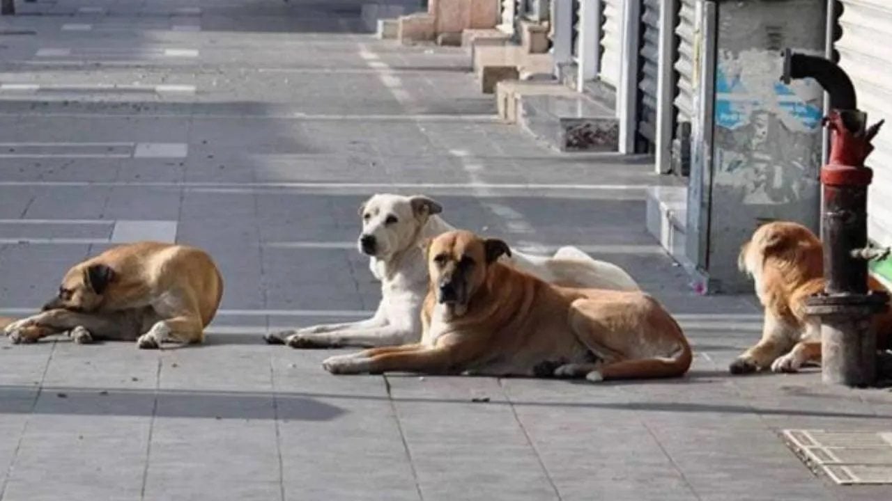 Hayvanların korunması hakkındaki uygulama yönetmeliği Resmi Gazete’de