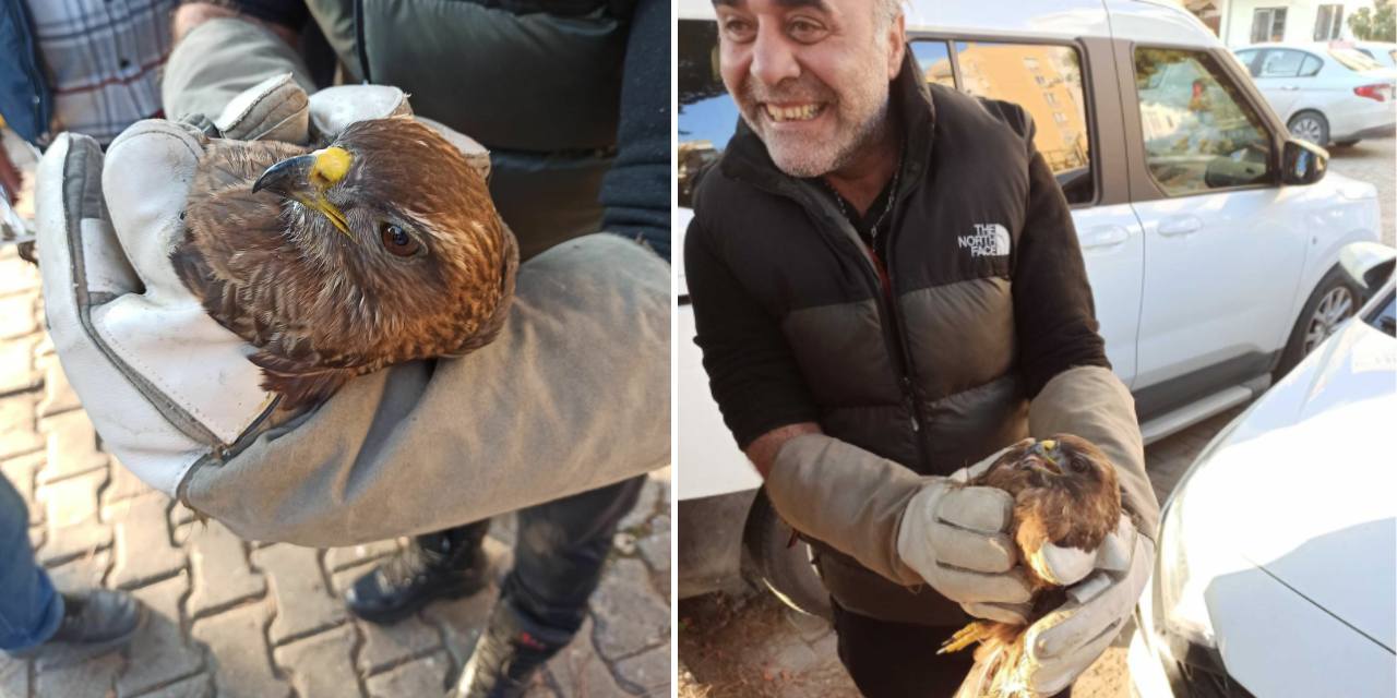 Araç kaputuna sıkışan şahin, belediye ekiplerince kurtarıldı