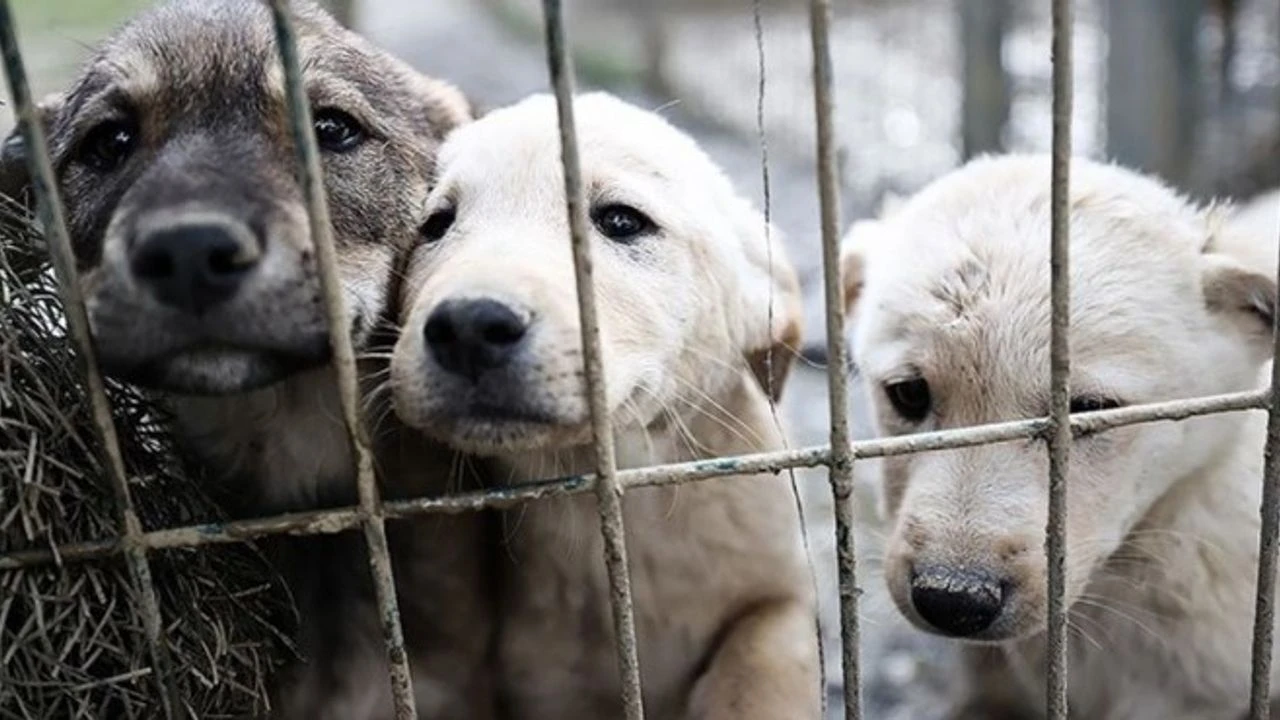 En az 8 köpeğe cinsel istismarda bulunduğu ve öldürdüğü tespit edilen doktor hakkında iddianame
