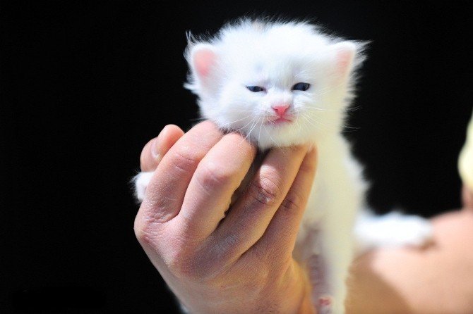 Koruma altındaki Van kedileri bu yıl 150 yavru dünyaya getirdi