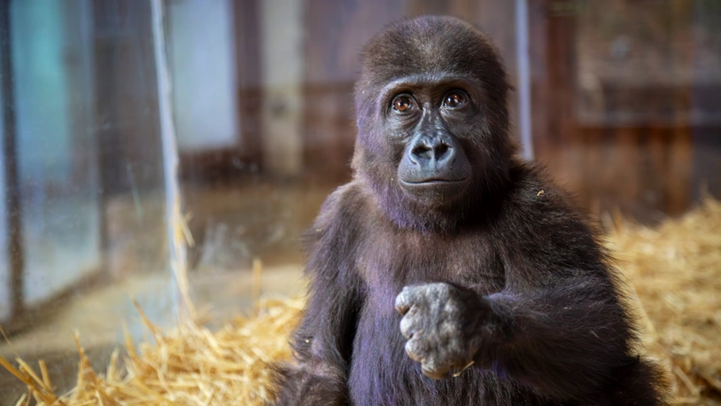 Bakanlıktan havalimanında yakalanan goril yavrusuna ilişkin paylaşım