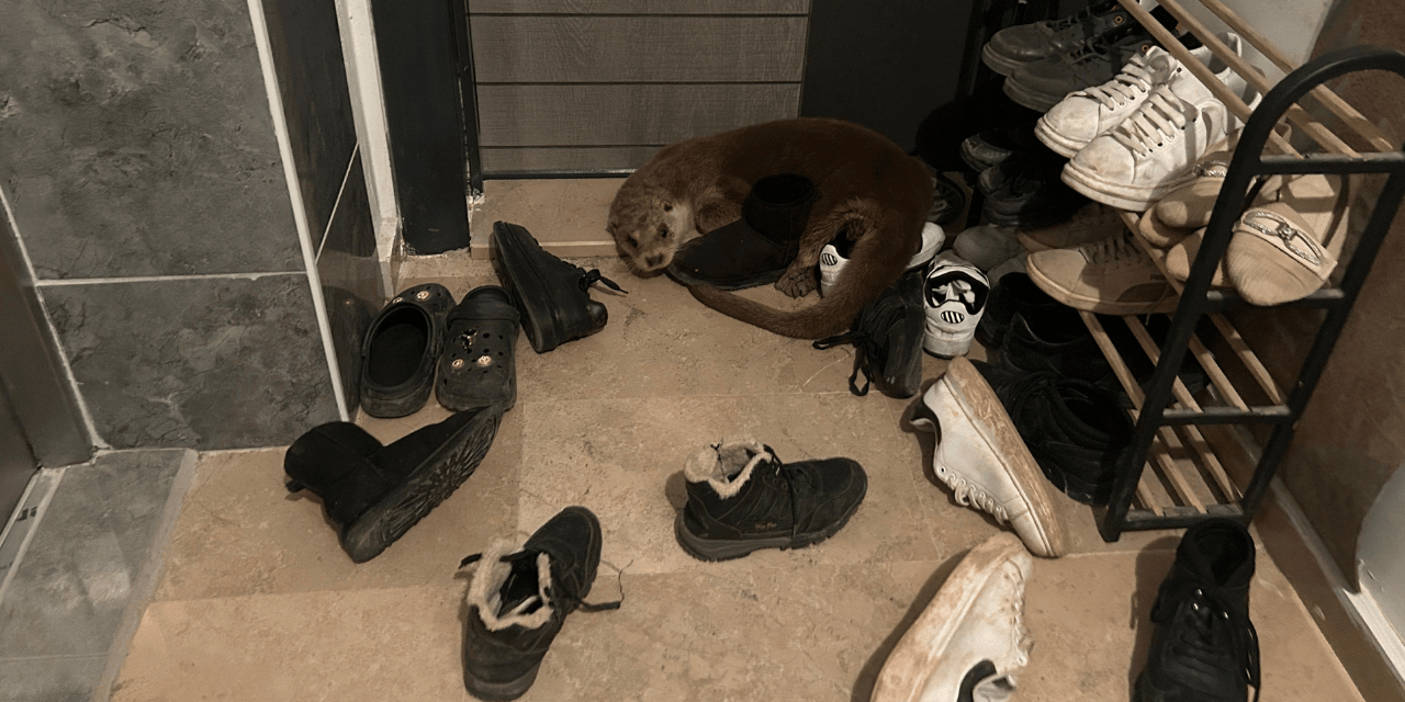 Sivas'ta apartmana giren su samuru doğal ortamına salındı