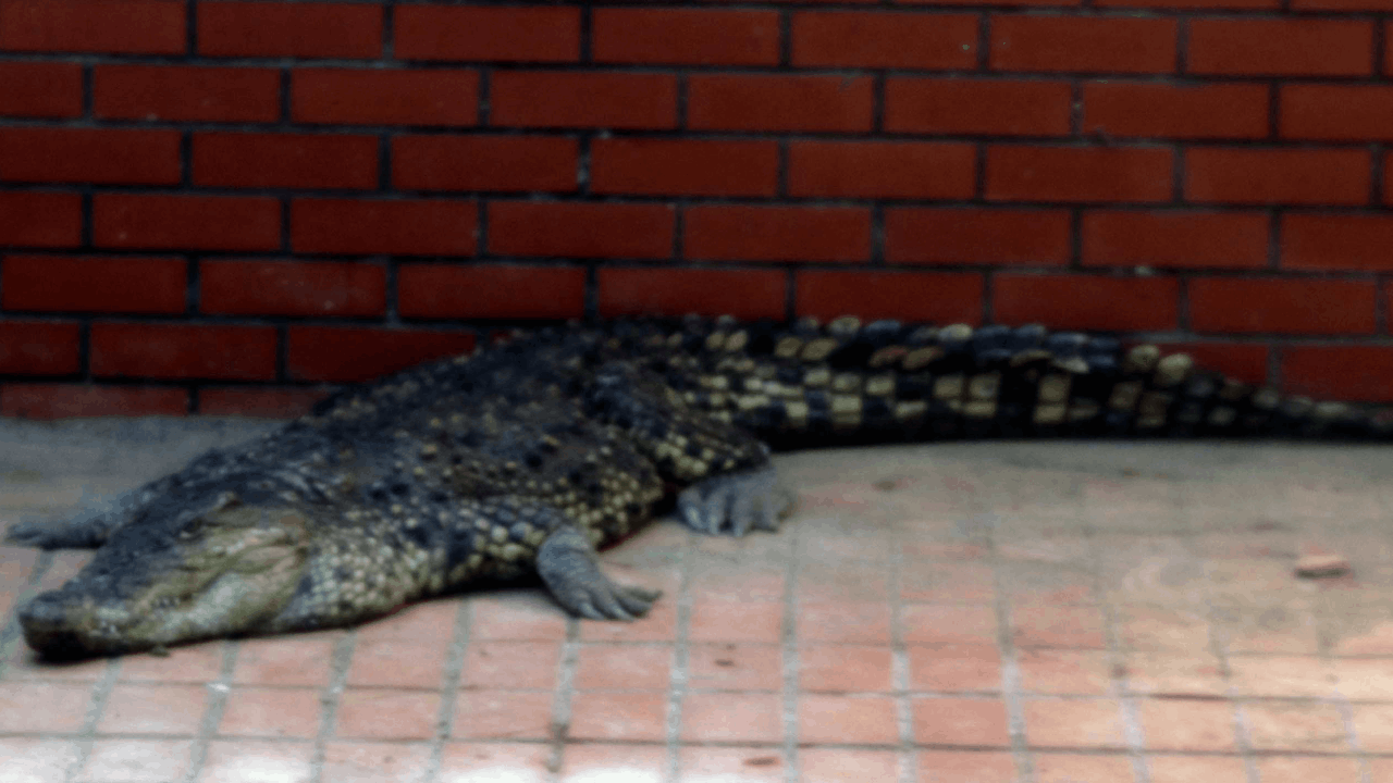 İstanbul’da yakalanan 2 timsah, yeni yuvaları Gaziantep’e getirildi