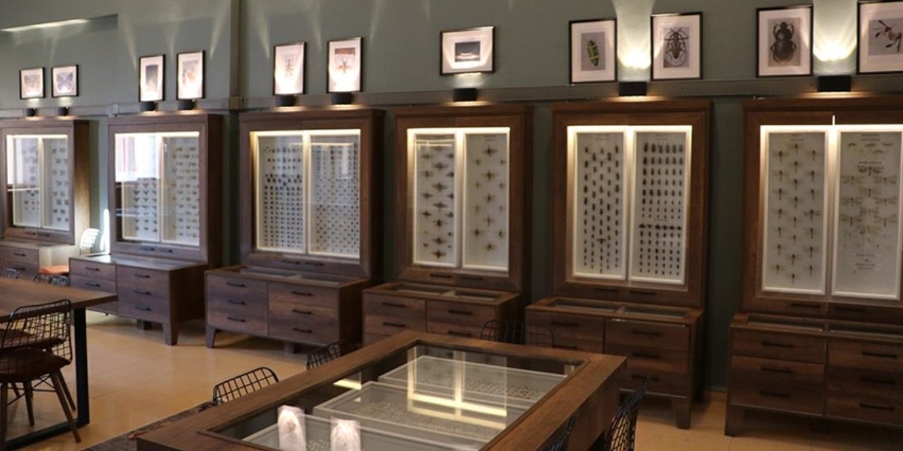 Sütçü İmam Üniversitesi 4 bin 500'den fazla türü bir araya getirdi: Böcek müzesi