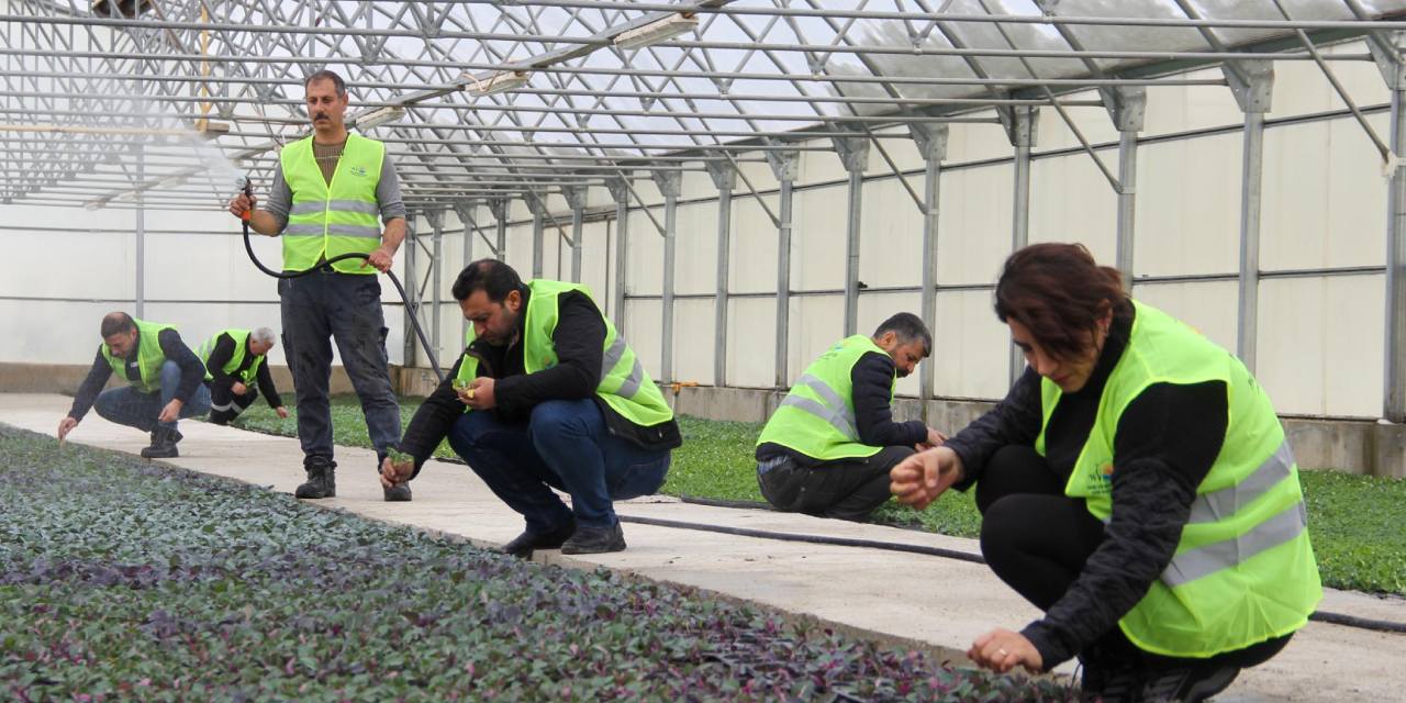Van Büyükşehir Belediyesi'nden, doğal gazlı sera: 20'ye yakın çiçek türü ve süs lahanası yetiştiriyor