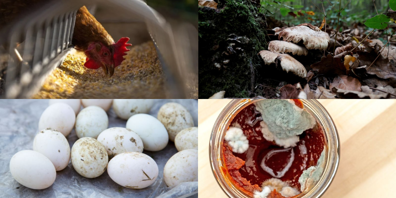 Bakanlık gıda mitlerine açıklık getirdi: Balık ve yoğurt zehirler mi, yumurta yıkanır mı, doğal tavuk geç mi pişer?