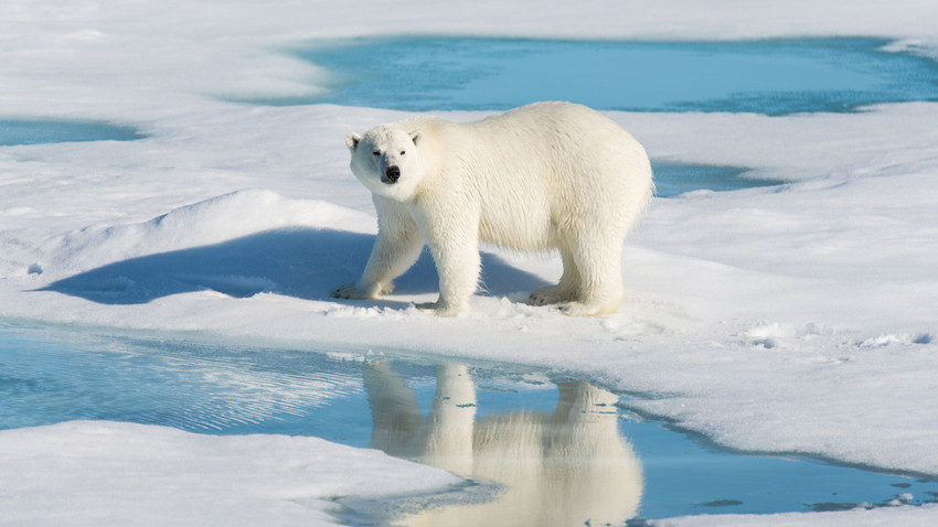 Alaska’da kutup ayısı kuş gribinden öldü