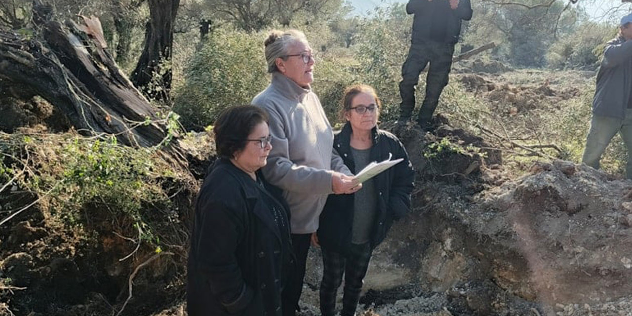 Asırlık zeytin ağaçlarının taşınmasına tepki