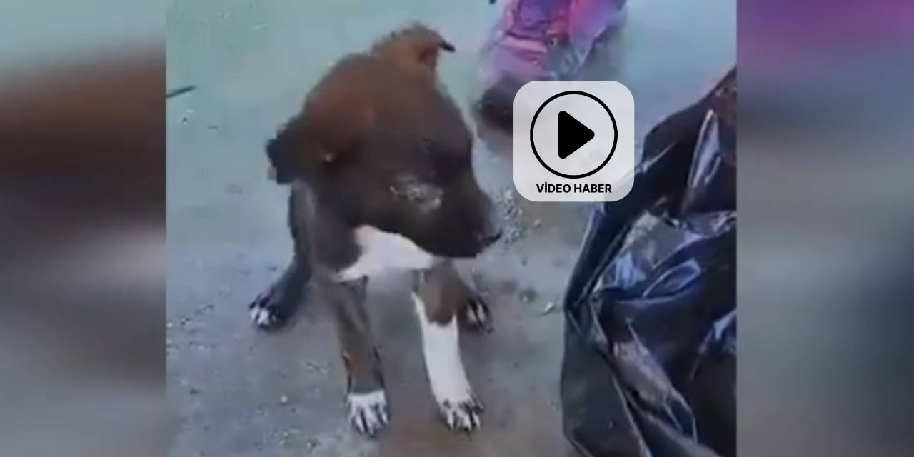 Edirne’de köpek yavrularını çöpe atan 2 şüpheli gözaltında: 1kişi görevden alındı