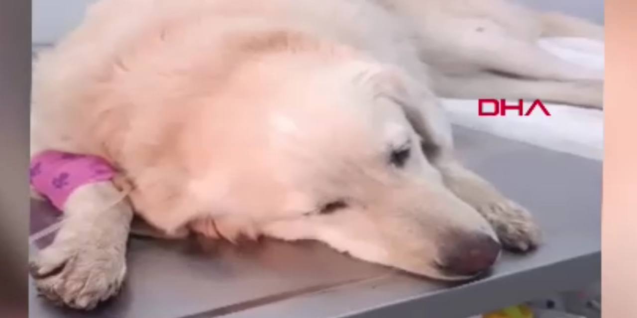 Bodrum'da çöpte bulunan 'Bambi Pamuk' isimli köpek 24 gün sonra öldü