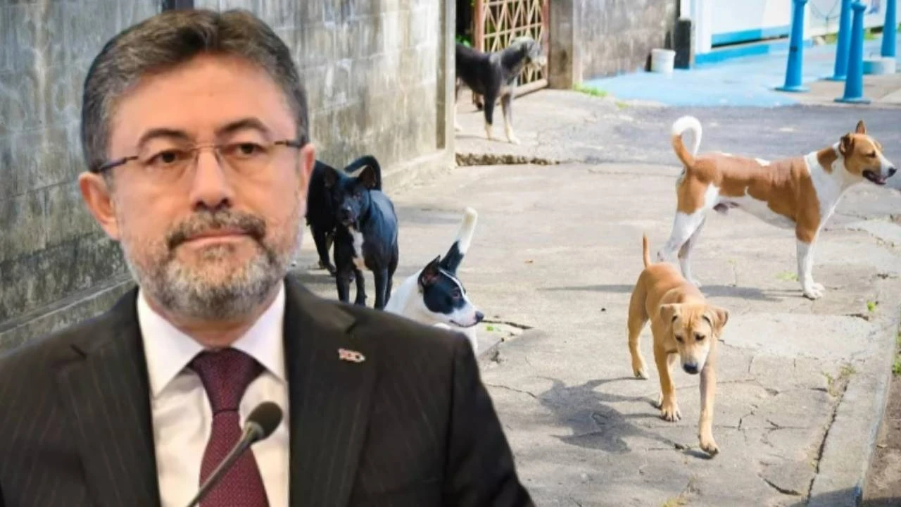 Bakan Yumaklı'dan belediyelere sokak hayvanları uyarısı: Mart ayına kadar süreleri var